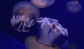 Aquarium of Cala Gonone