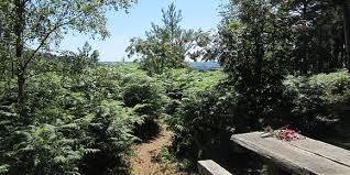 Perry Wood