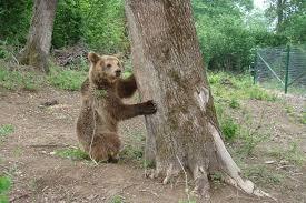 Bärenreservat Zărnești