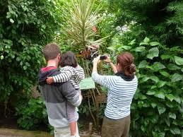 L'île aux Papillons
