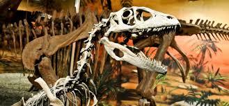 Museo Paleontológico de Elche Fundación Cidaris