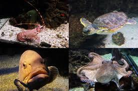 Aquarium municipal de Santa Pola