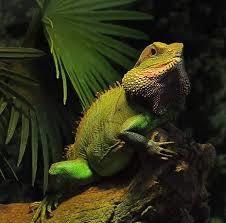 Vivarium touristique Reptiland