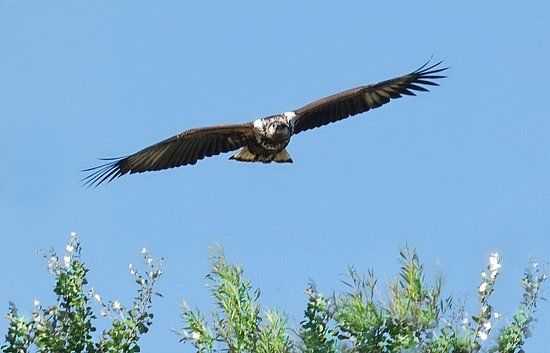 The Raptor Centre