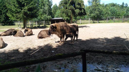 Wisentgehege Usedom