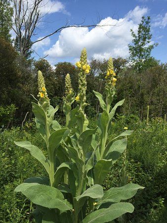 Otter Creek Preserve
