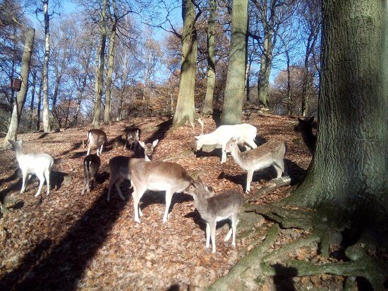 Wildgehege Hülser Berg