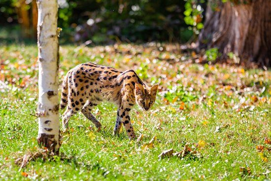 Parc Zoologique d'Amiens Métropole