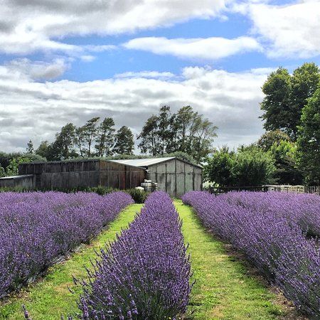 Lavender Backyard Garden