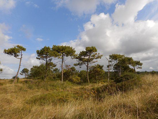 Dunes de Biville