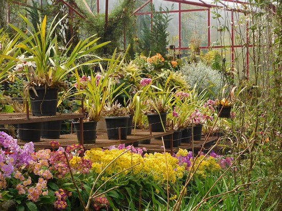 Jawaharlal Nehru Botanical Garden