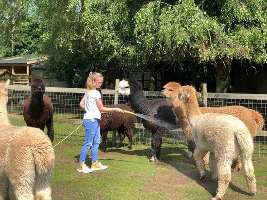 Trelawn Alpacas
