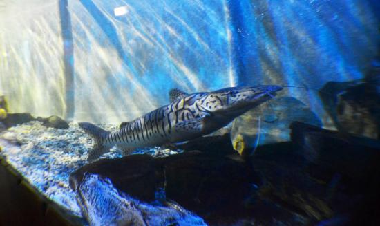 Matlock Bath Aquarium and arcade