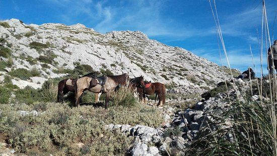 Hípica Formentor