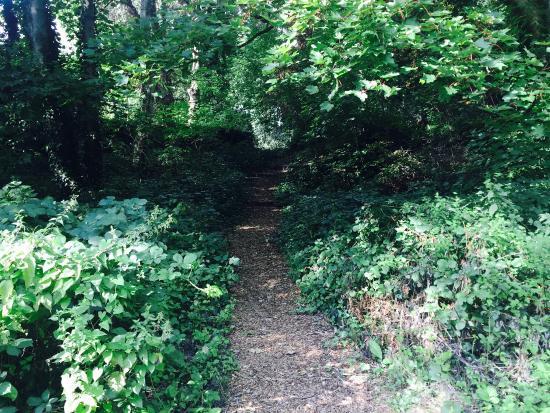 The Wood and Richard Jefferies Bird Sanctuary