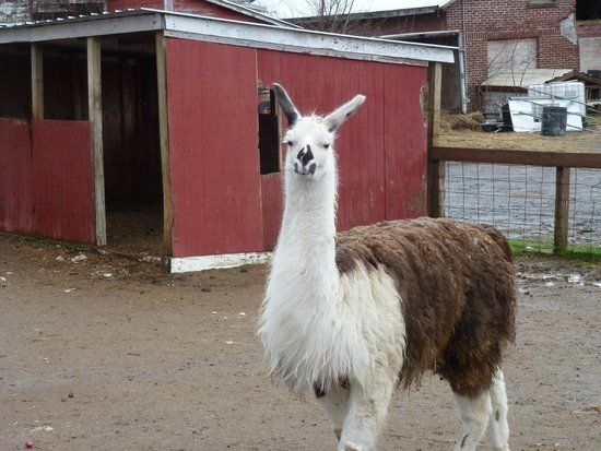 McCray's Farm and Country Creamery