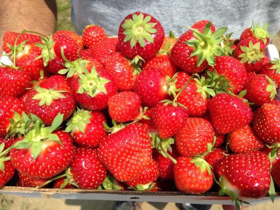 Ward's Berry Farm