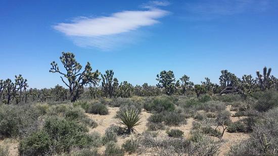 Wee Thump Joshua Tree Wilderness