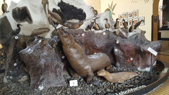 Museo de Historia Natural de la Universidad Nacional Mayor de San Marcos