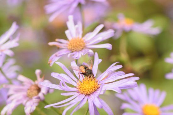 Old Court Nurseries & Picton Garden