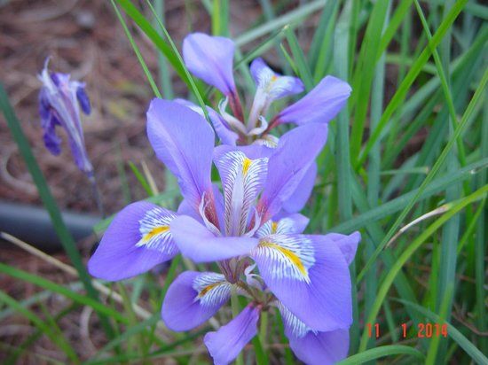 Ogród botaniczny Julii i Aleksandra Diomedesów