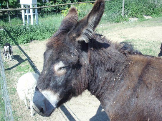 Tierpark Sommerhausen