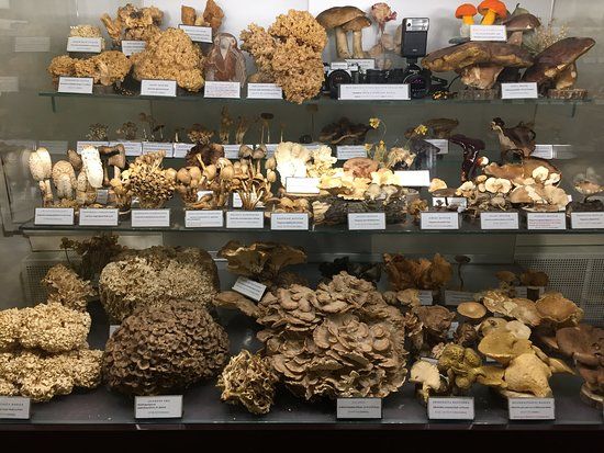 Mushroom Museum