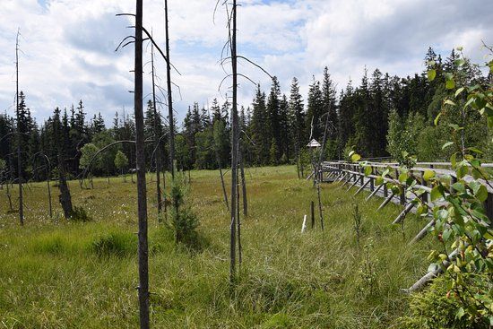 Rezerwat przyrody Torfowisko pod Zielencem