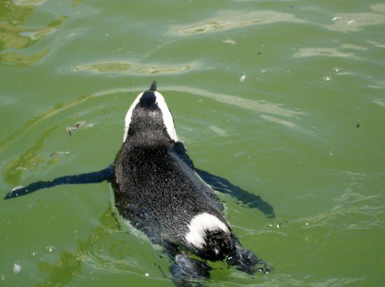 Southern African Foundation for the Conservation of Coastal Birds