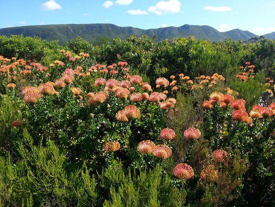 Van Stadens Wild Flower Reserve