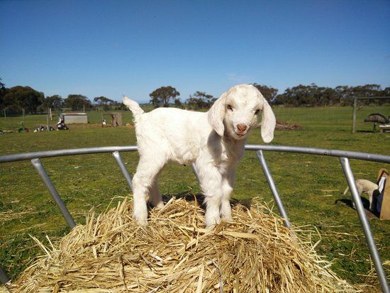 Goolwa Animal Farm