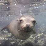 Chuan Cheng Yuan Spicy Pot