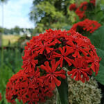 Romer Terrassen Kroatische Und Intern. Kuche