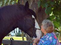 Freddy's Frozen Custard & Steakburgers