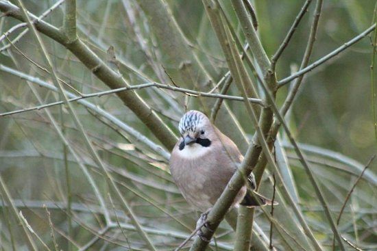 Adel Dam Nature Reserve