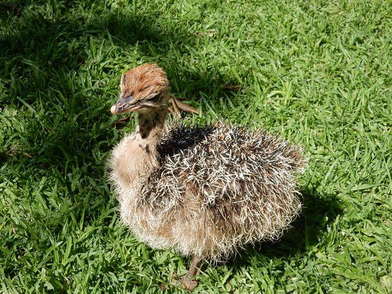 Twala Trust Animal Sanctuary