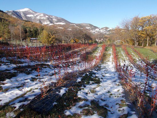 Azienda Agricola Antica Via Romea