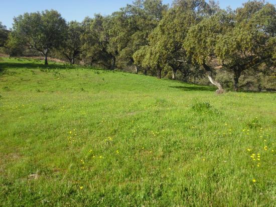 Finca Los Robledos