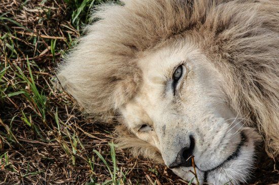 Seaview Lion Park