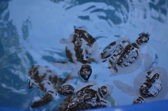 Museu Aberto das Tartarugas Marinhas