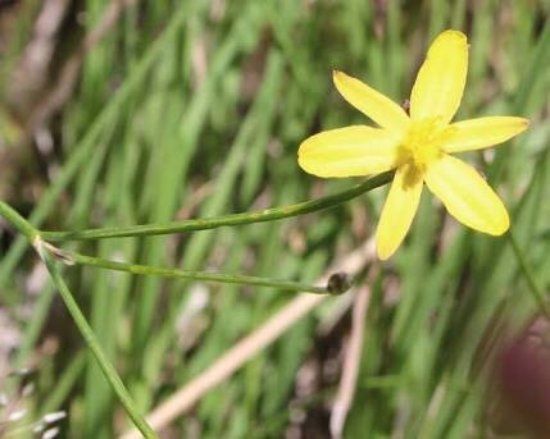 Bababi Djinanang Native Grasslands Reserve