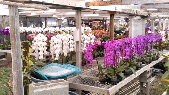 Cal Pacific Orchid Farm