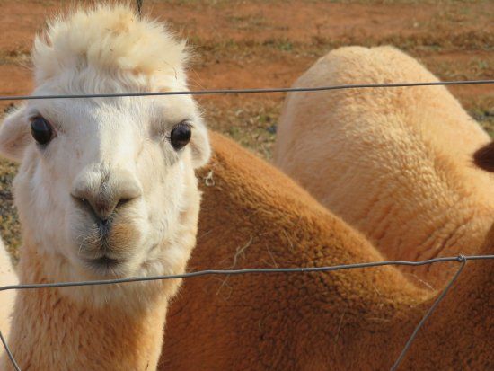 A Goode View Alpaca Farm