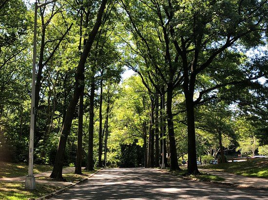Forest Park