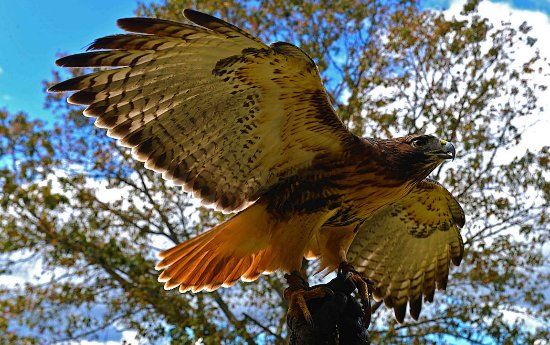 Georgia Mountain Falconry