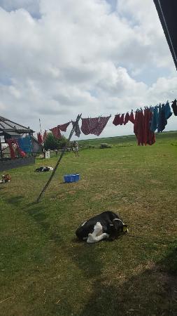 Landbouwmuseum en Kinderboerderij 't Hooivak