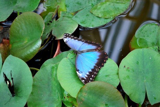 Butterfly House Praid