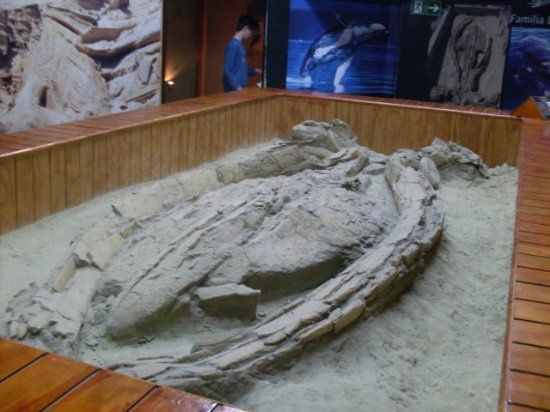 Museo Paleontológico de Caldera