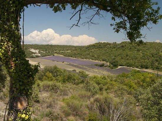 Distillerie de Lavande les Coulets