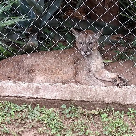 Pumakawa Reserva de Animales